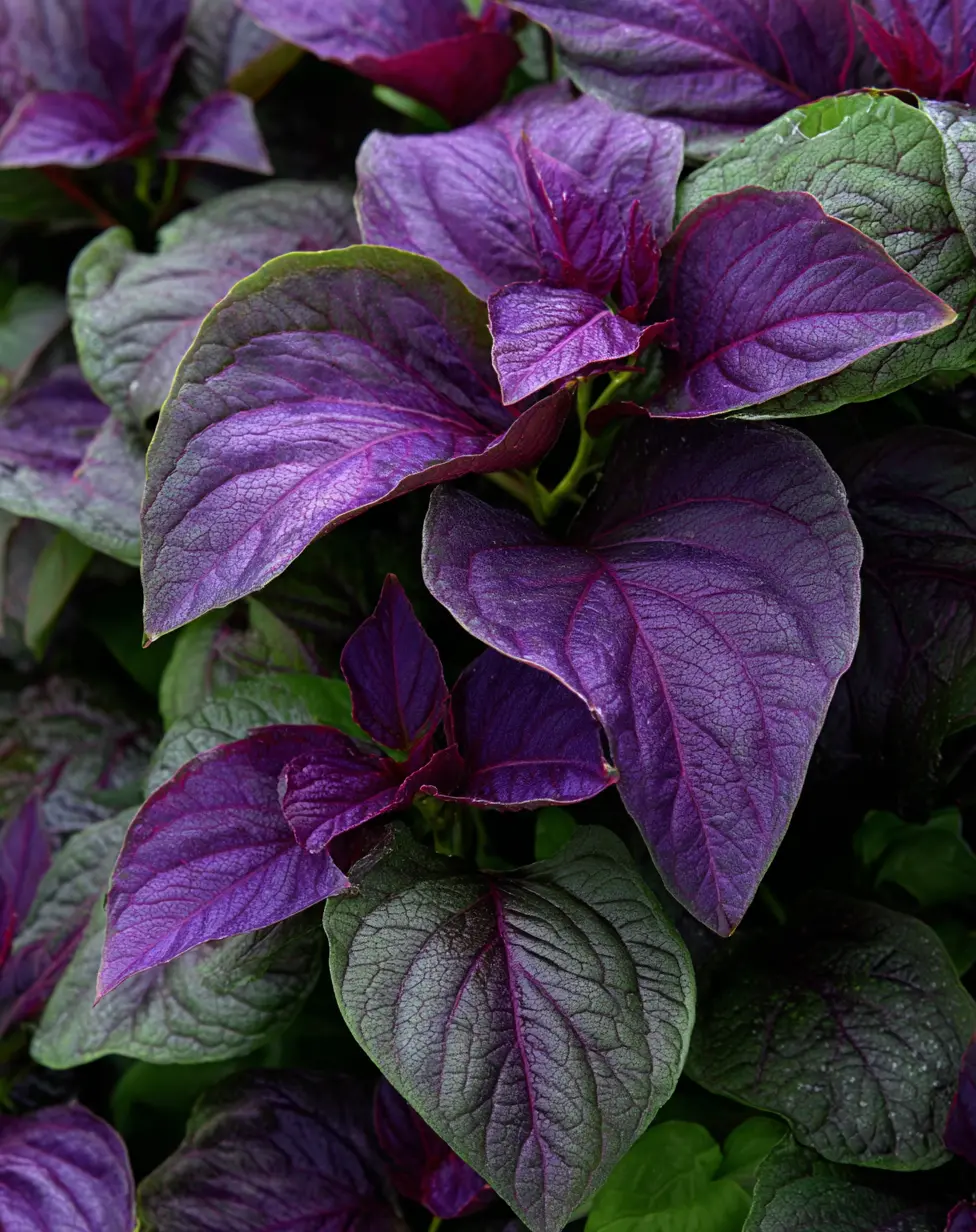 Velvet Touch: Combine Coleus with Soft Herbs