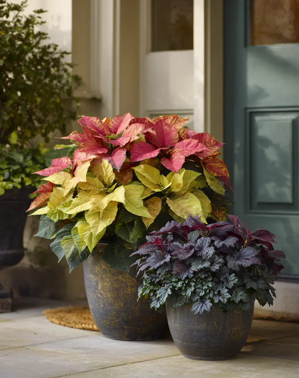 Burst of Color Coleus Container