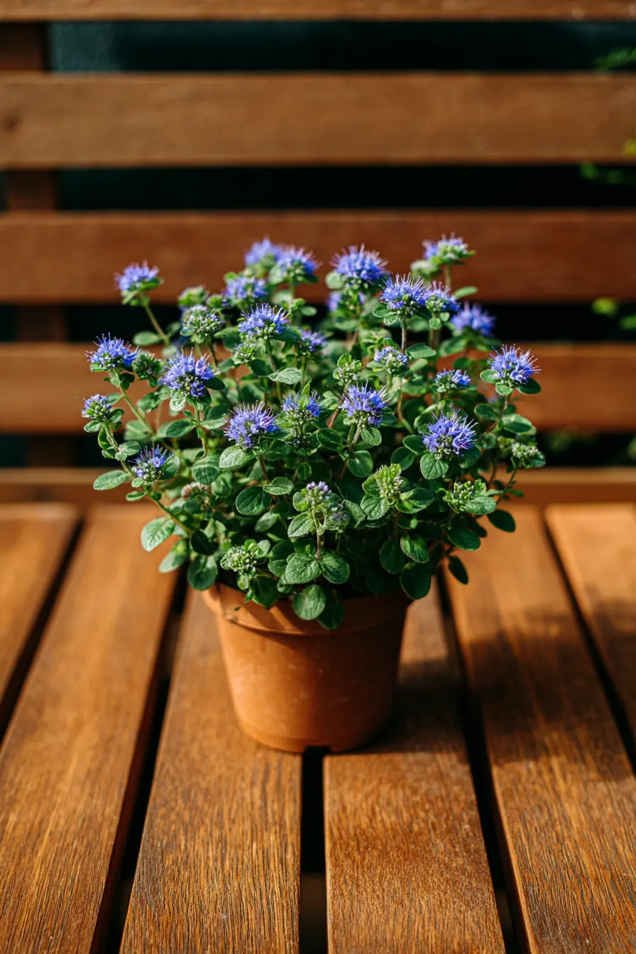 Pennyroyal
