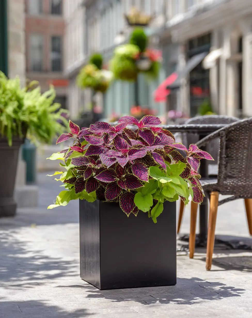Urban Oasis: Create a Modern Coleus Container with Edgy Accents