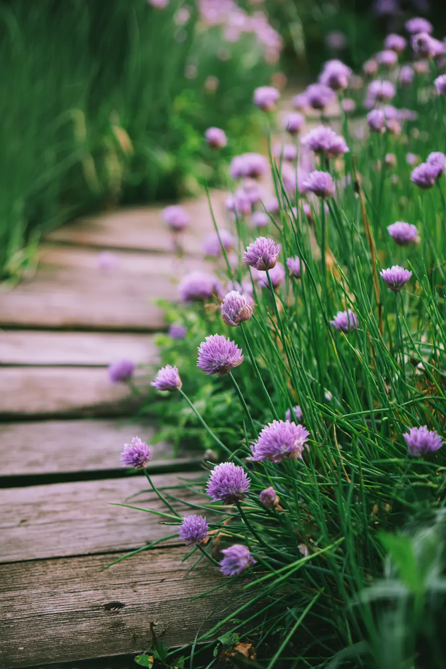 Chives