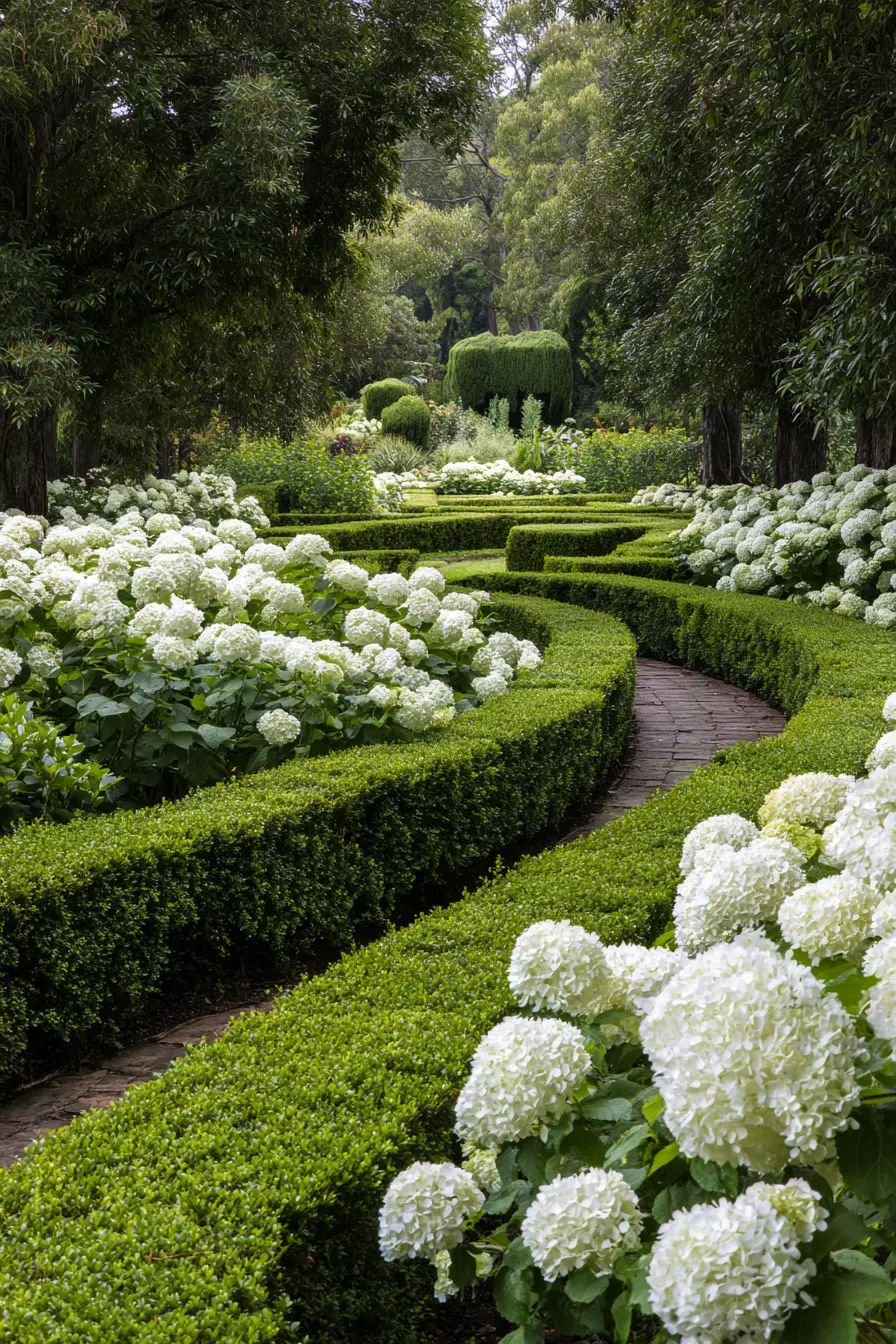 Hydrangeas in a Formal Garden