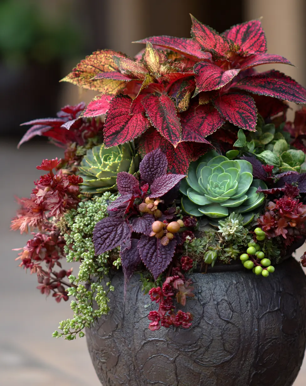 Coleus and Succulent Combo