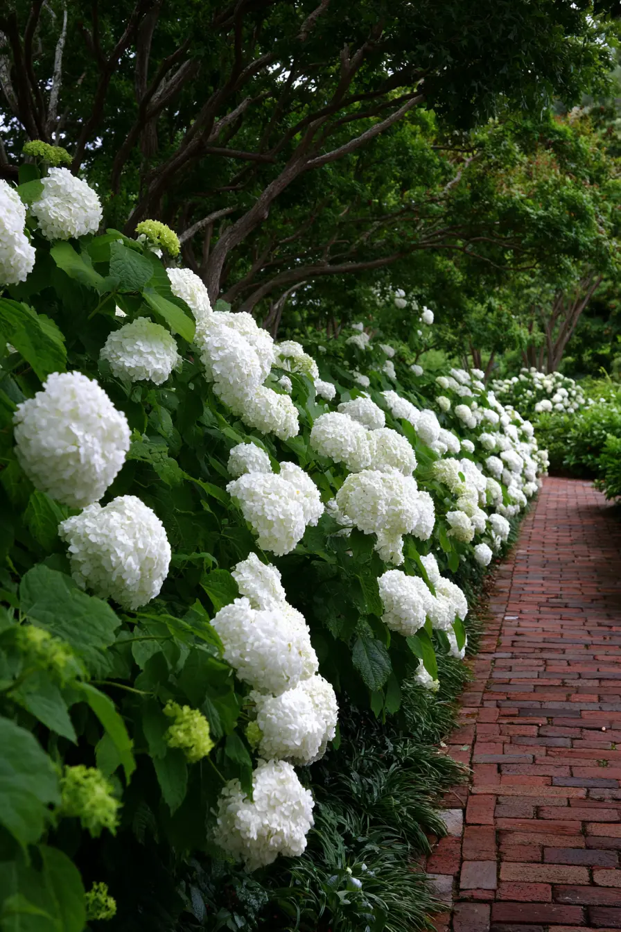 Sunny Border with Panicle Hydrangeas and Solid-Colored Hostas