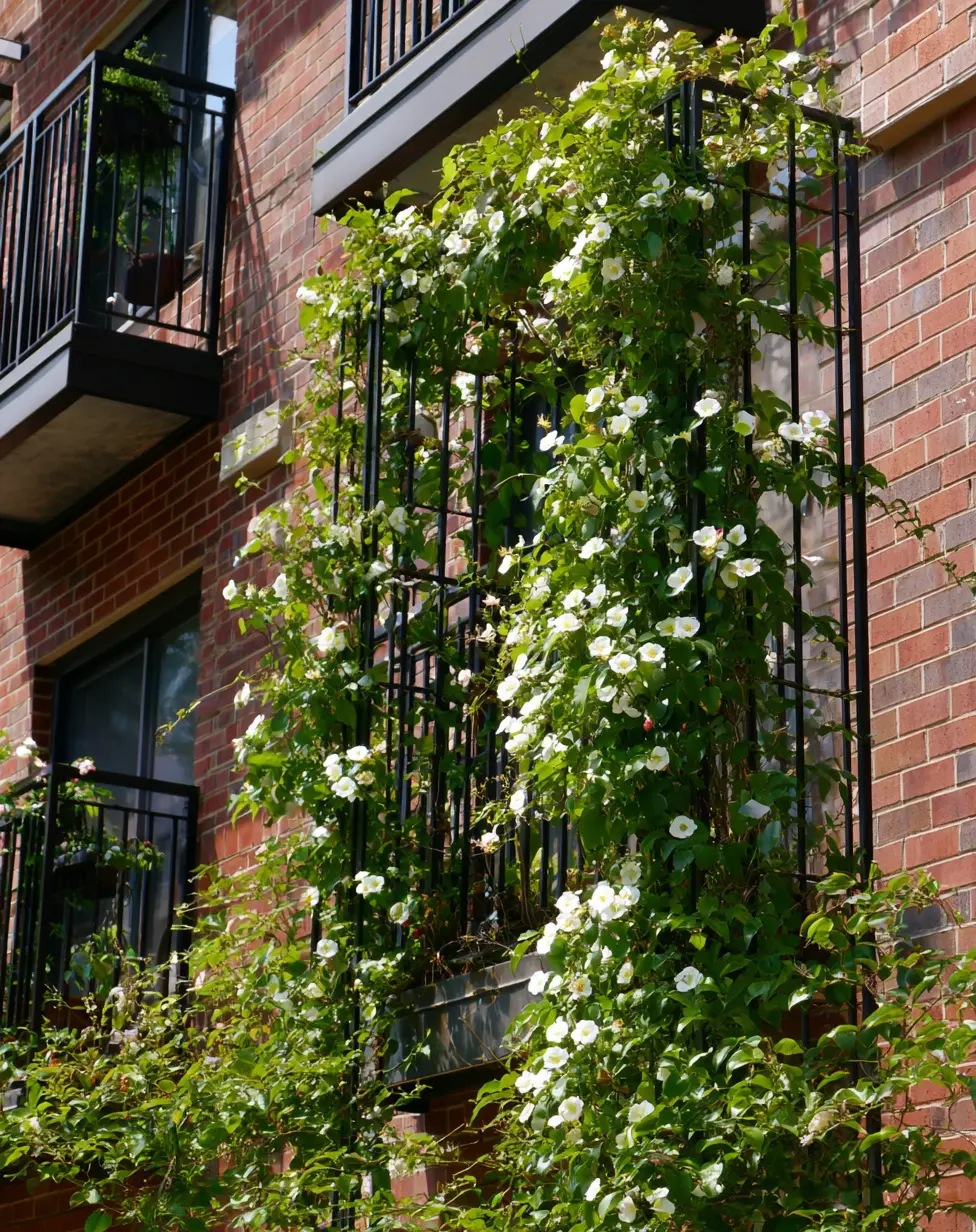 Wall-Mounted Cucumber Ladder