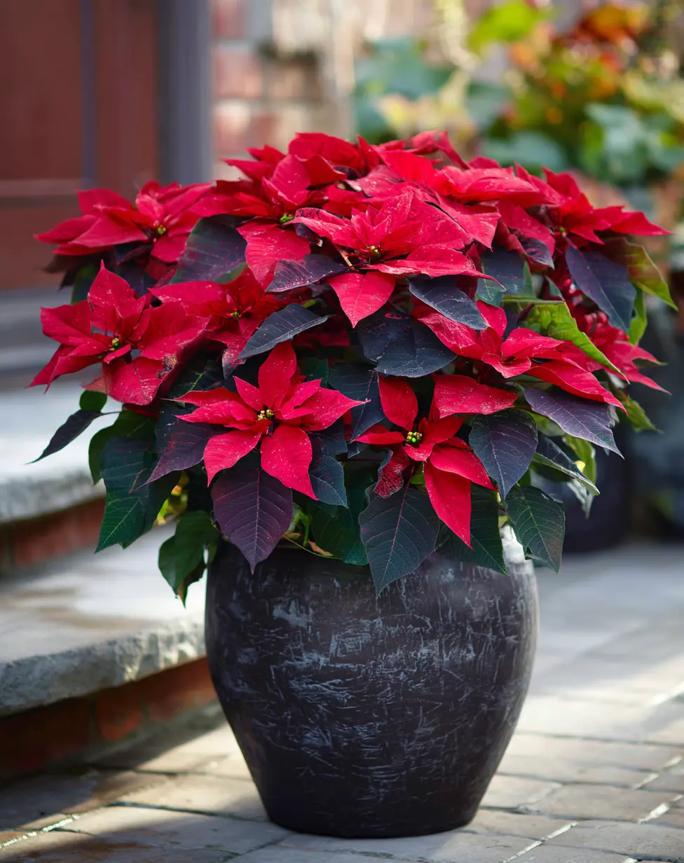 Monochromatic Magic: Use Different Coleus Varieties in One Container