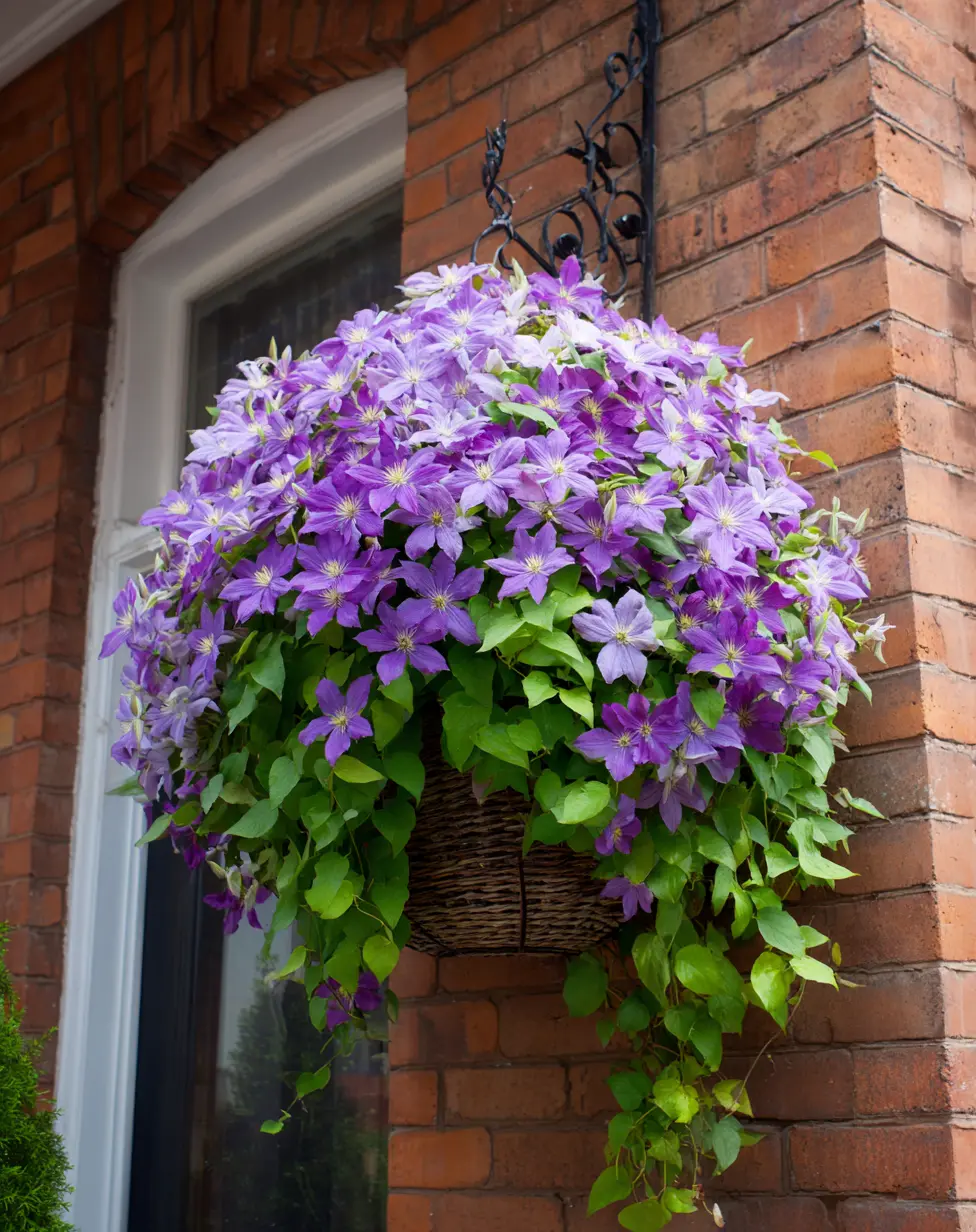 Hanging basket