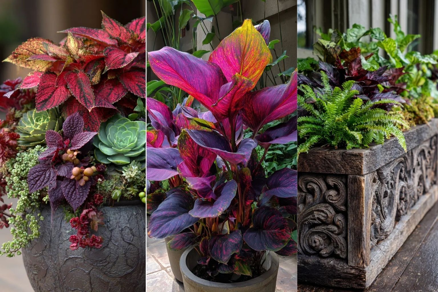 20 Easy-To-Maintain Coleus Container Designs