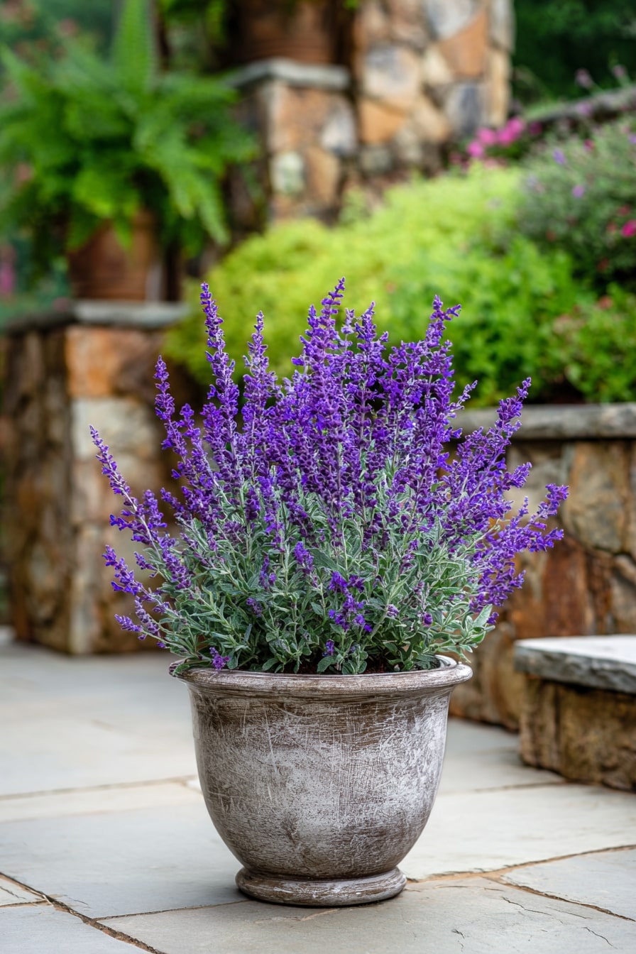 Russian Sage – A Sun-Loving Bloomer